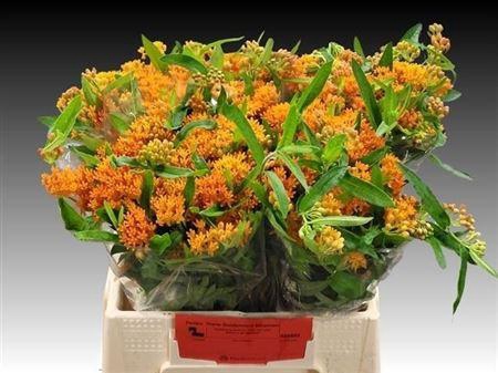 <h4>Ascl Tuberosa</h4>