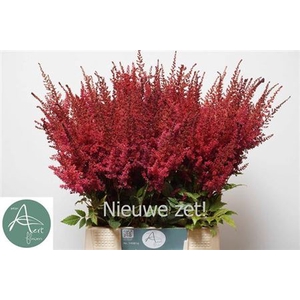 Astilbe Ar Paul Gaarder