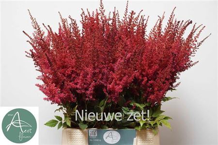 <h4>Astilbe Ar Paul Gaarder</h4>