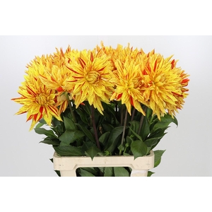 Dahlia Striped Vulcan