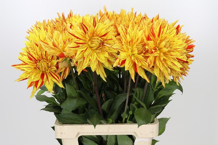 <h4>Dahlia Striped Vulcan</h4>