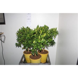 Citrof Floridana 10+