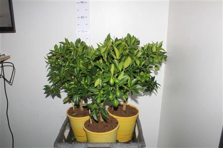 <h4>Citrof Floridana 10+</h4>