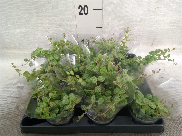 <h4>Peperomia pros.</h4>