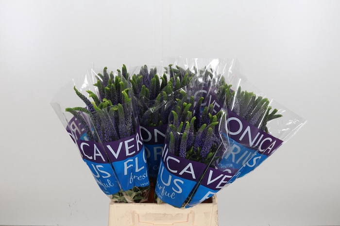 <h4>Veron Smart Diana</h4>