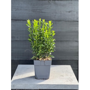 Euonymus japonicus 'Green Spire' P13