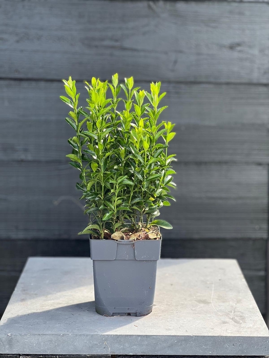 <h4>Euonymus japonicus 'Green Spire' P13</h4>