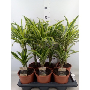 Dracaena fr de 'LemonLime'