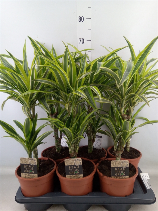 <h4>Dracaena fr de 'LemonLime'</h4>