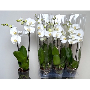PHAL OV WIT