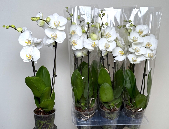 <h4>PHAL OV WIT</h4>