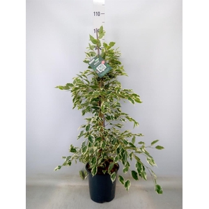 Ficus benja. 'Twilight'