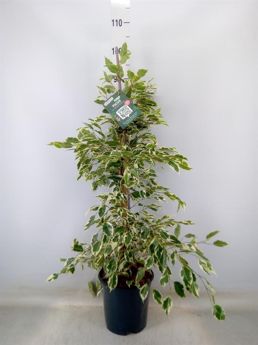 <h4>Ficus benja. 'Twilight'</h4>