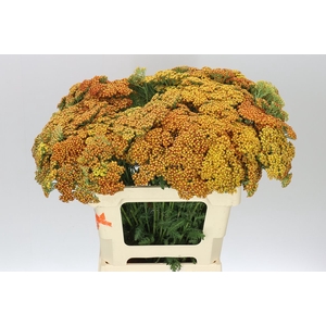 Achillea Terracotta
