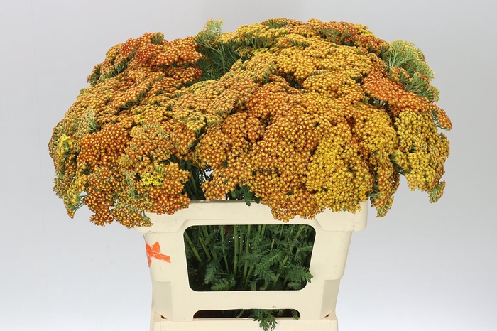 <h4>Achillea Terracotta</h4>
