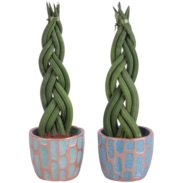 <h4>Sansevieria Cylindrica Braided 6 Leaf in Ø10cm Exotic Vibes Nº36</h4>