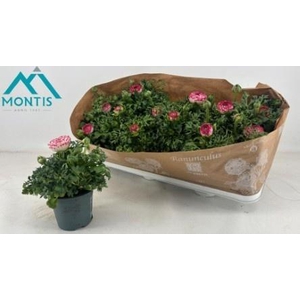 RANUN SPRINK VIO BIC