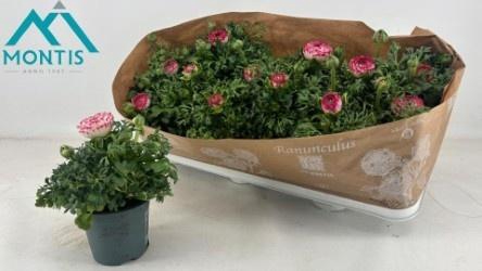 <h4>RANUN SPRINK VIO BIC</h4>