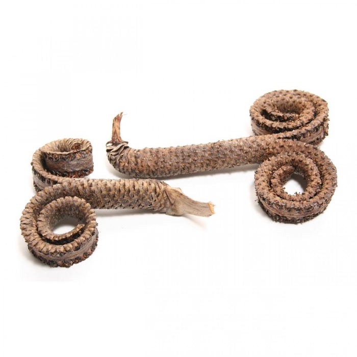 <h4>Droogdeco Palm special 12cm x10</h4>