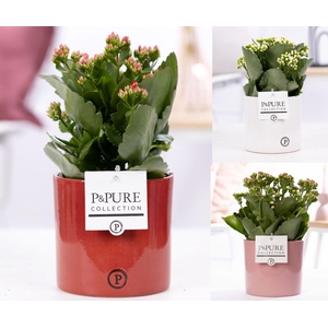 Kalanchoe mix in P&PURE Essential ceramics ass.3