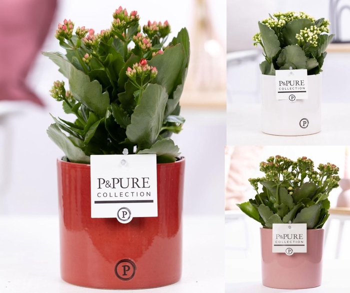 <h4>Kalanchoe mix in P&PURE Essential ceramics ass.3</h4>