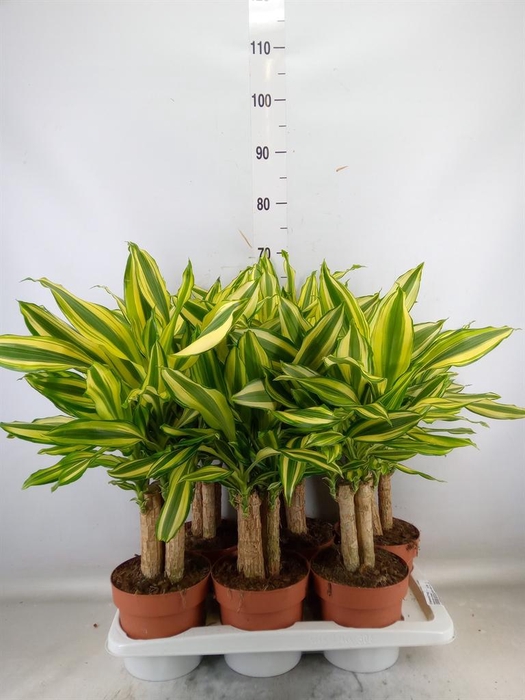 <h4>Dracaena frag.   ...</h4>