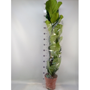 Ficus lyrata
