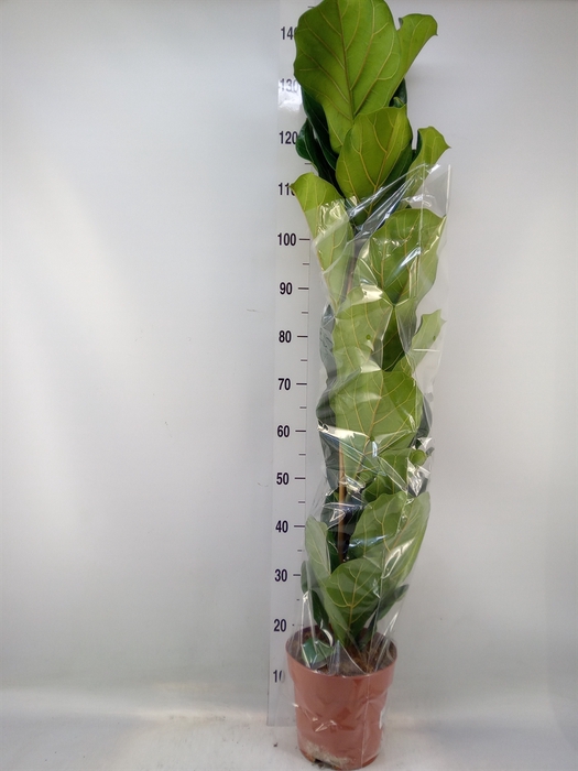<h4>Ficus lyrata</h4>