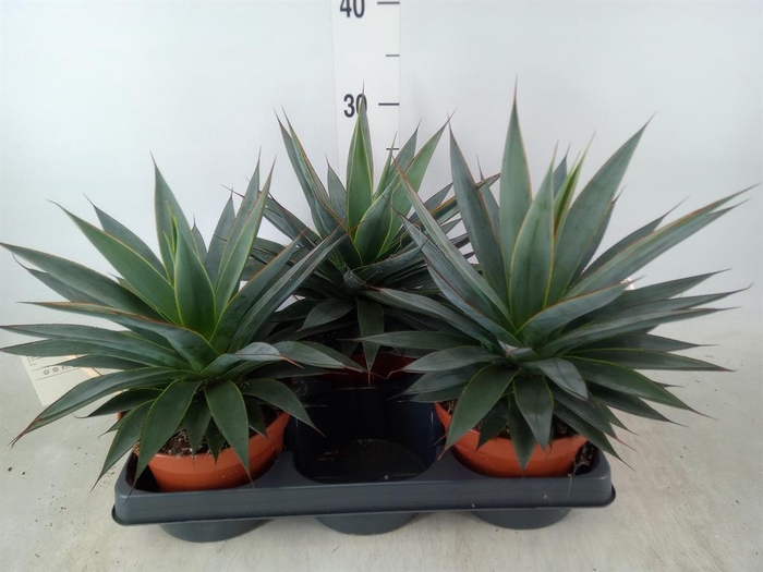 <h4>Agave  'Shaka Koko'</h4>