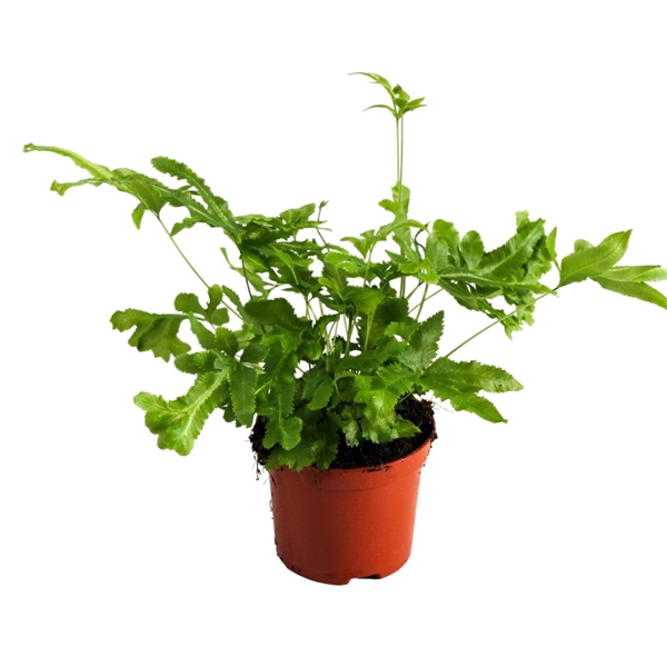 <h4>Pteris Cretica 'Mayi'</h4>