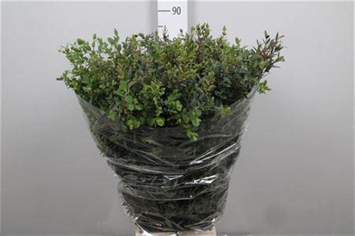 <h4>Euc Parvifolia Extra</h4>