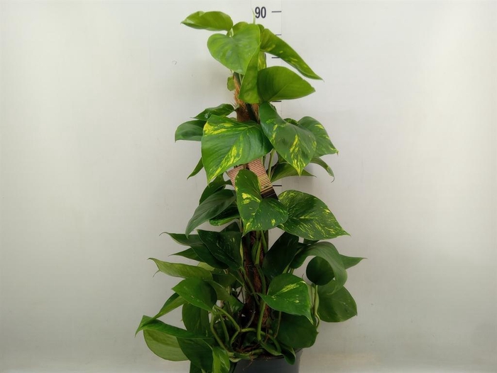 <h4>Epipremnum pinn.   ...moss stick</h4>