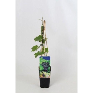 Vitis 'Marchal foch'
