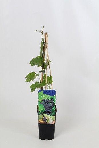 <h4>Vitis 'Marchal foch'</h4>