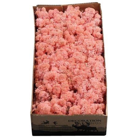 <h4>Ijslandmos (reindeer) Licht Roze</h4>