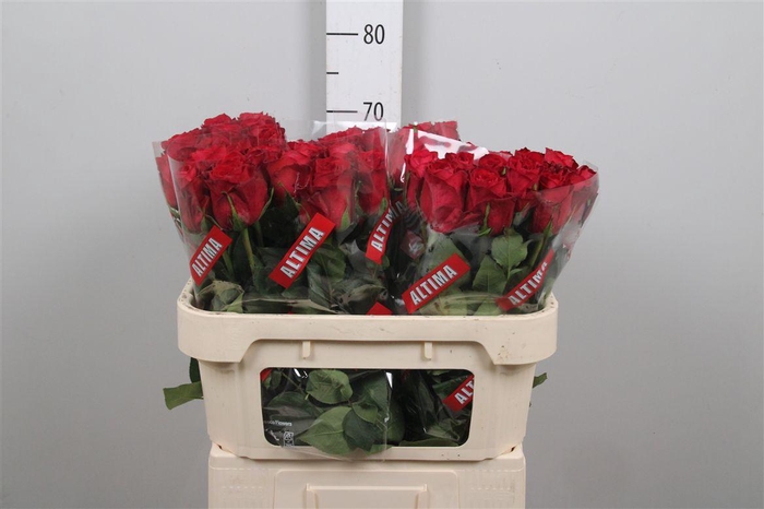 <h4>R Gr Madam Red</h4>