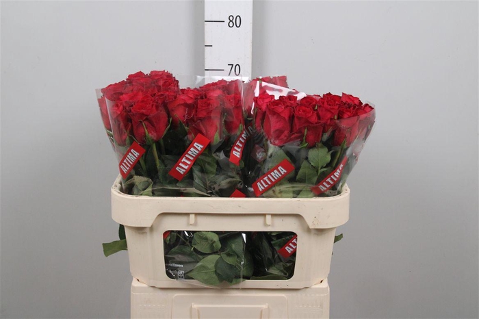 <h4>R Gr Madam Red</h4>