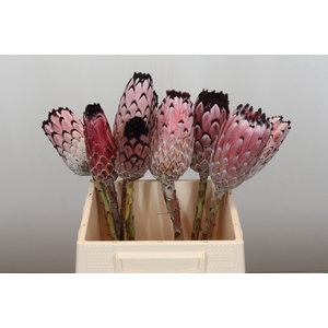 Protea Barbigera No leaves