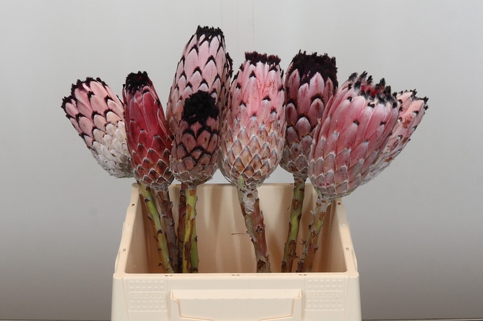<h4>Protea Barbigera No leaves</h4>