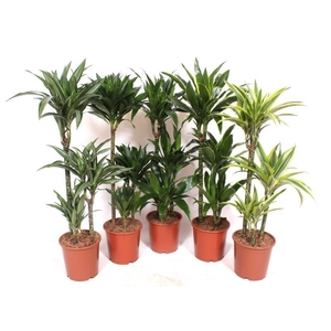Dracaena fragrans Mixkar 60-30-15
