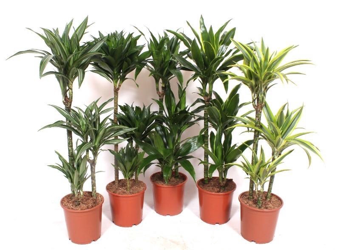 <h4>Dracaena fragrans Mixkar 60-30-15</h4>