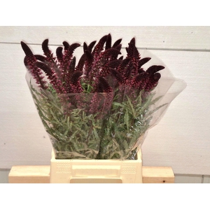 LYSIMACHIA ATROPURPUREA