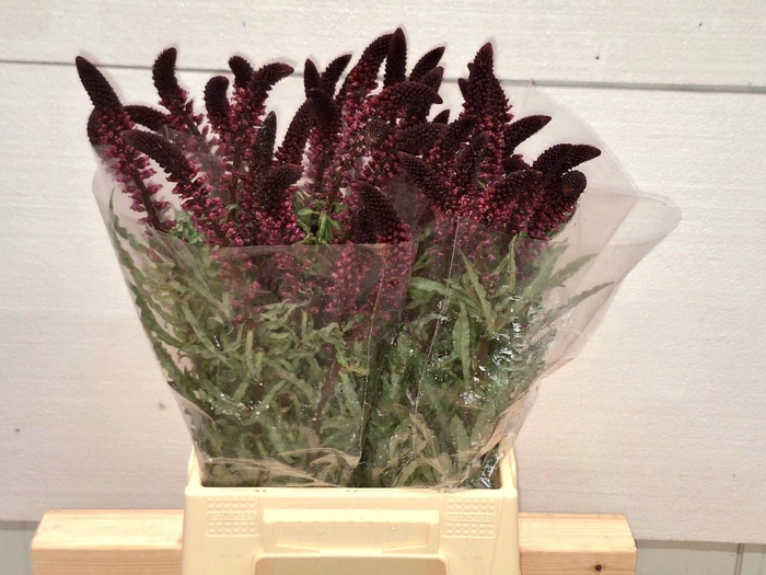 <h4>LYSIMACHIA ATROPURPUREA</h4>