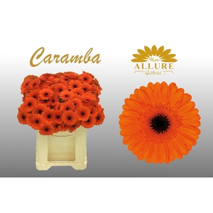 Gerbera mini 'Caramba' fust 555