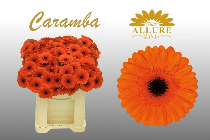 <h4>Gerbera mini 'Caramba' fust 555</h4>