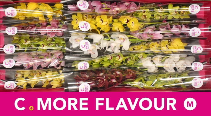 <h4>CYMB MI GEM</h4>