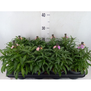 Erysimum  'Leya Purple Glow'