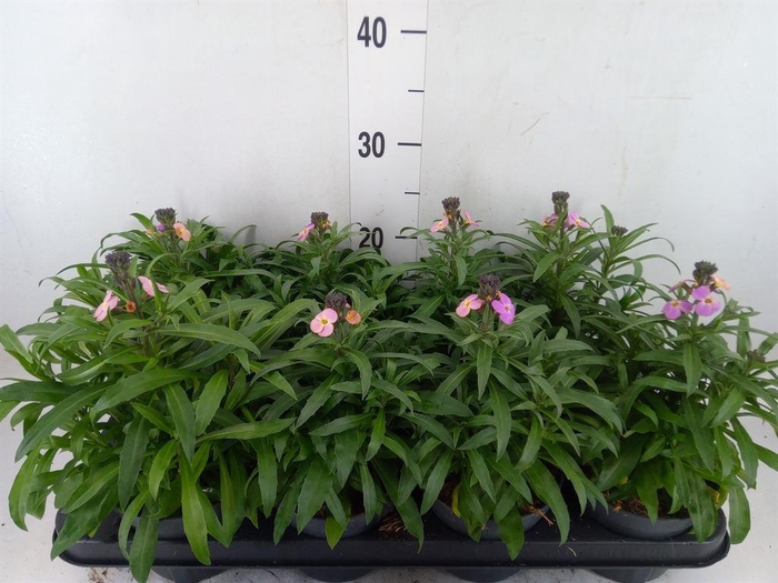 <h4>Erysimum  'Leya Purple Glow'</h4>