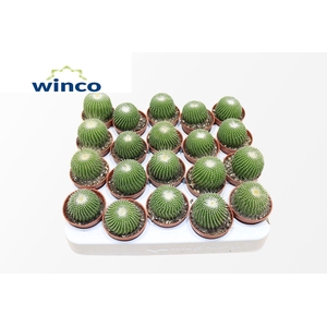 Notocactus Leninghausi Inermis