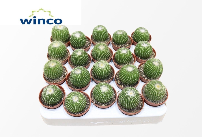 Notocactus Leninghausi Inermis